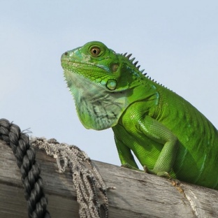 Игуана: от джунглей до дома — всё, что нужно знать