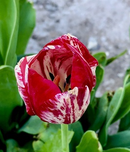 Полезная информация по акушерству и гинекологии 