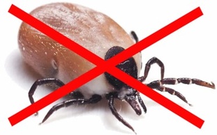 ВАША СОБАКА НЕ ДОСТАНЕТСЯ КЛЕЩАМ