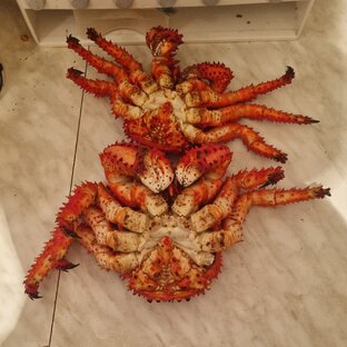 Крабы Сахалин