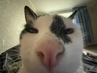 Моя котосемья ❤