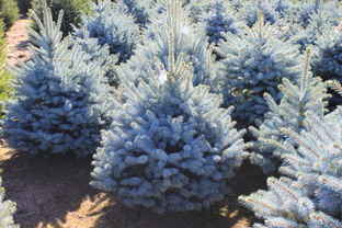 Красивые живые елки