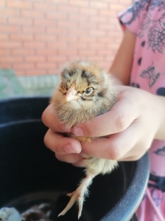 В деревне 2024