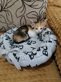 Дневник адаптации котёнка