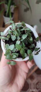 Уход за растениями) 