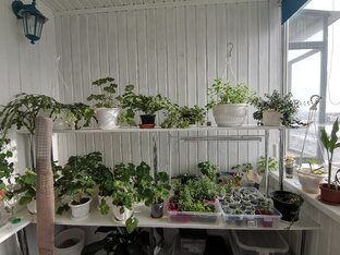 Из балкона в зимний сад