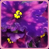 Моя коллекция растений