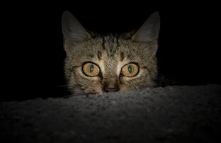 Звериный взгяд: кто видит мир иначе?