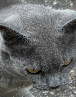 привычки котов