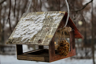 Парки Воронежа