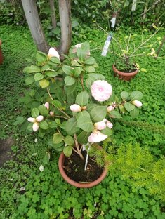 Растения 🌱