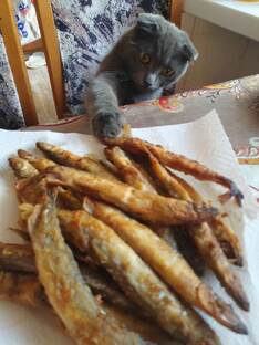 домашние друзья  (кошки, собаки и др) 