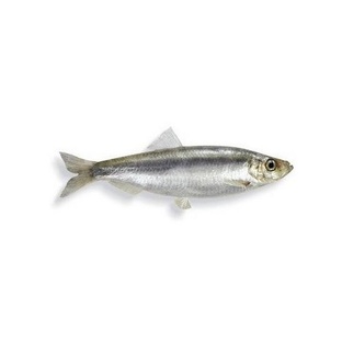 Шпроты: от банки до океана — правда о маленькой рыбе