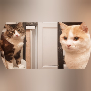 🐈 Домашние Животные▪︎Котики 🐈