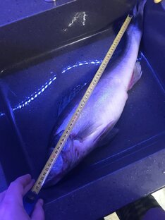 Немного о рыбалке!