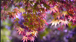 Обо всем понемногу 