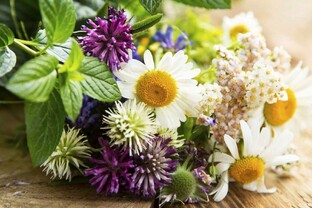 Здоровье и лекарственные растения