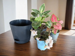 Посадки-пересадки