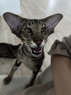 Говорящие коты