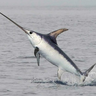 Меч-рыба: океанский истребитель с клинком на носу