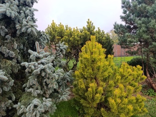 Вырасти своё дерево