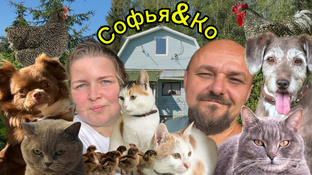 Сериал Софья & Ко