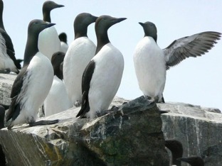 Часть III. Приключения Лео Бонда