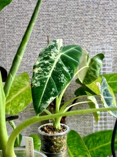 Начало моего увлечения комнатными цветами