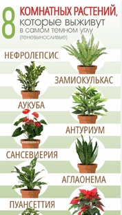 КНИГА РАСТЕНИЙ