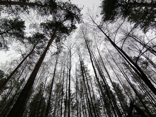 Звук ветра. 