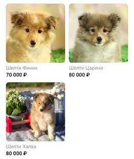 Свободные щенки 