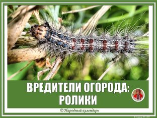 ВРЕДИТЕЛИ ОГОРОДА: РОЛИКИ