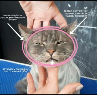 Котики обучение
