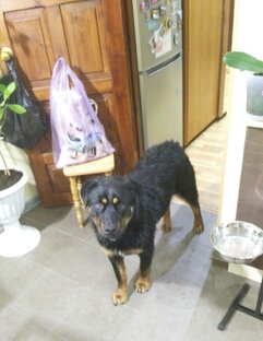 Истории про животных