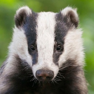Барсук: тайны жизни самого загадочного зверя