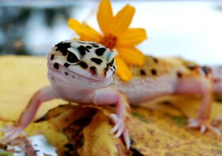 Мои ящерицы