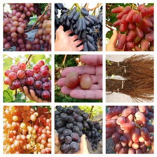 Виноград столовых и технических сортов