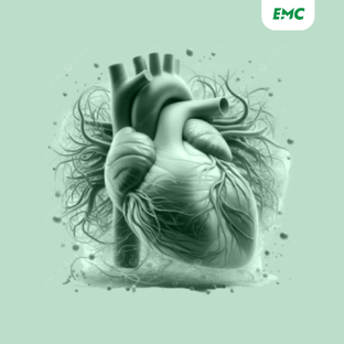 Сердце и сосуды