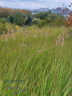 Травянистые растения