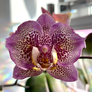 Сорта орхидей