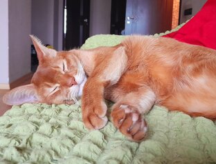 Мысли кота Арчи