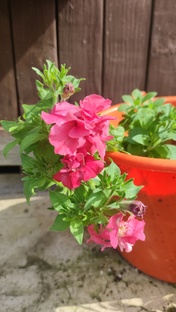 Зелёный сезон