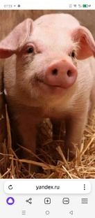 Свиноферма