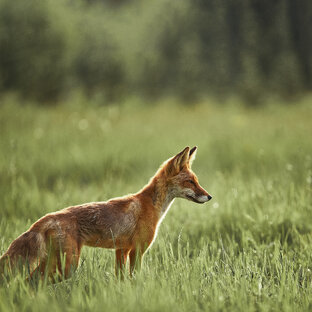Заметки о природе