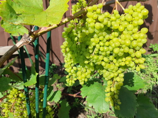 О Подмосковном винограде