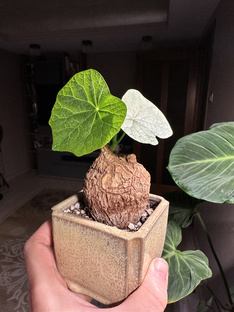 Каудексные растения 