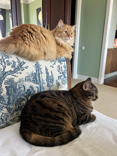 Котики