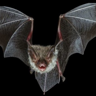 Летучие мыши: тайны ночи, эхолокация и удивительные способности