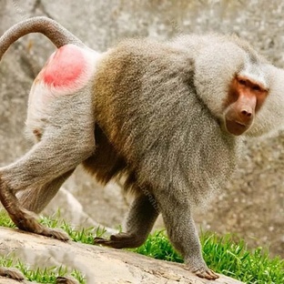 Гамадрил: обезьяна, которая удивляет учёных каждый день