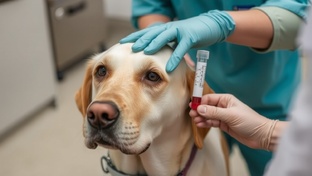 Ветеринарный справочник по собачьим болезням